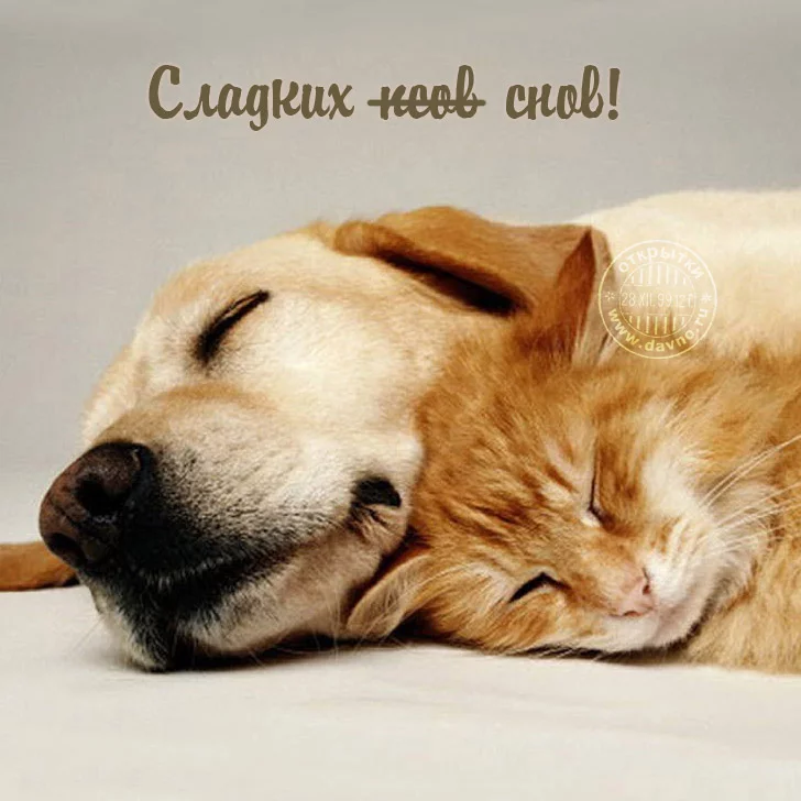 goodnight-17.webp