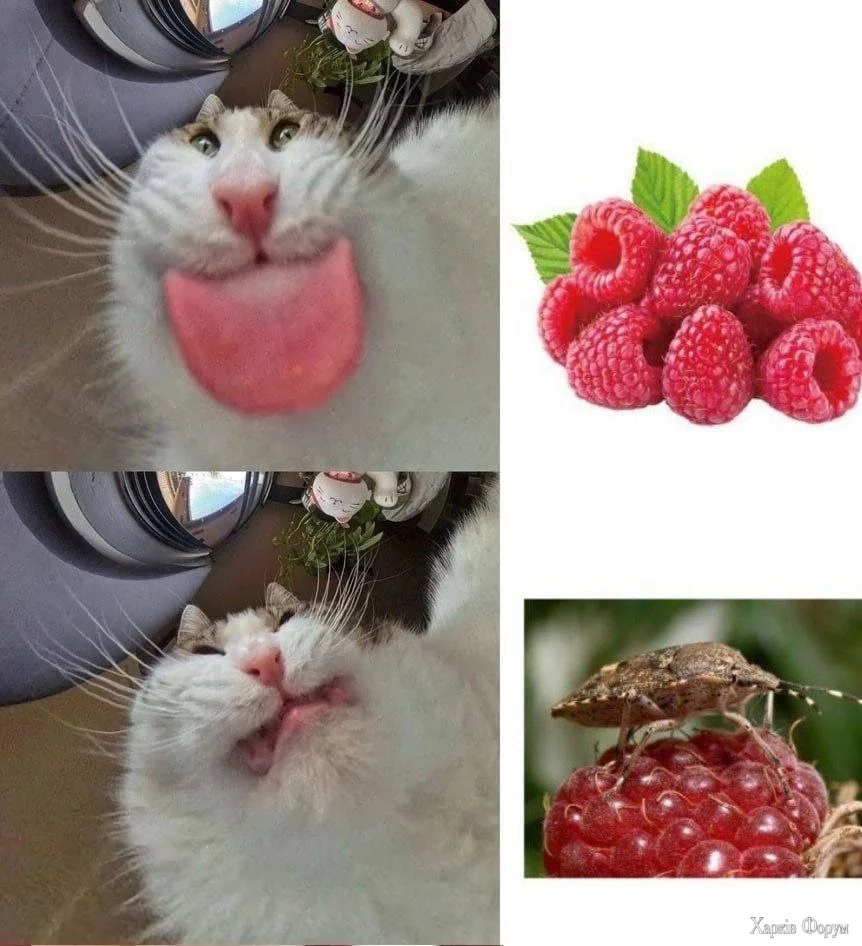 GoQrpy9XgAAtopg.webp