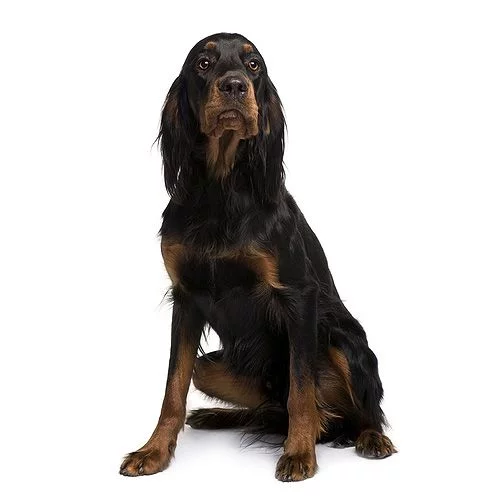 Gordon-Setter_2.webp