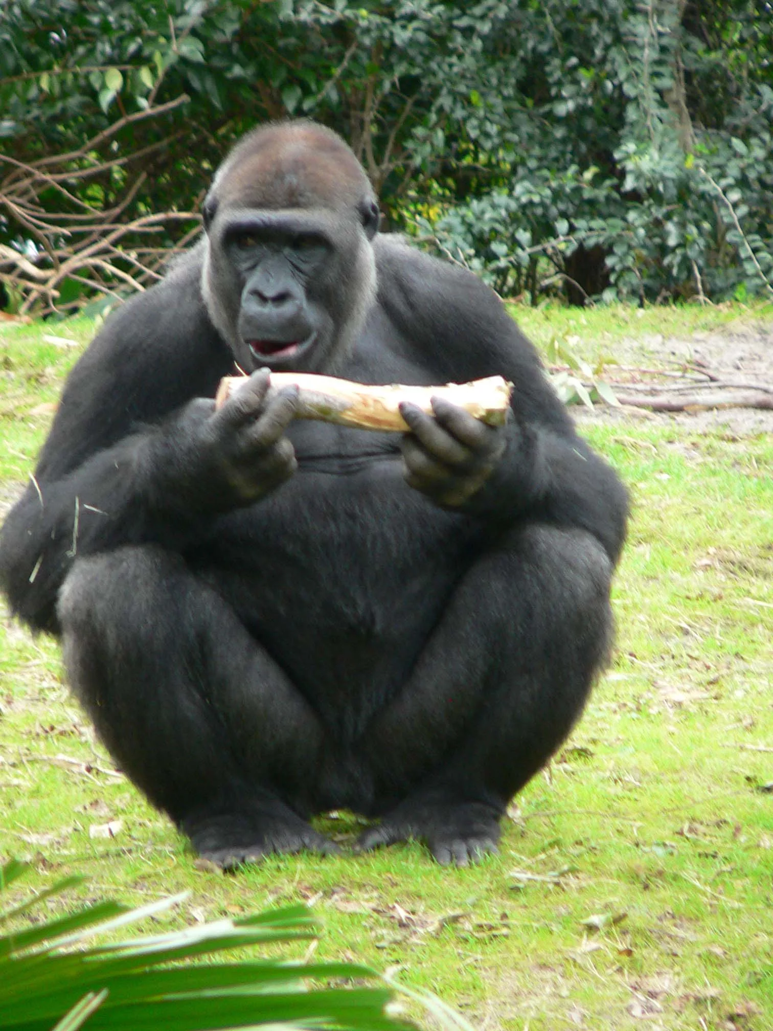 Gorilla_gorilla_gorilla12.webp