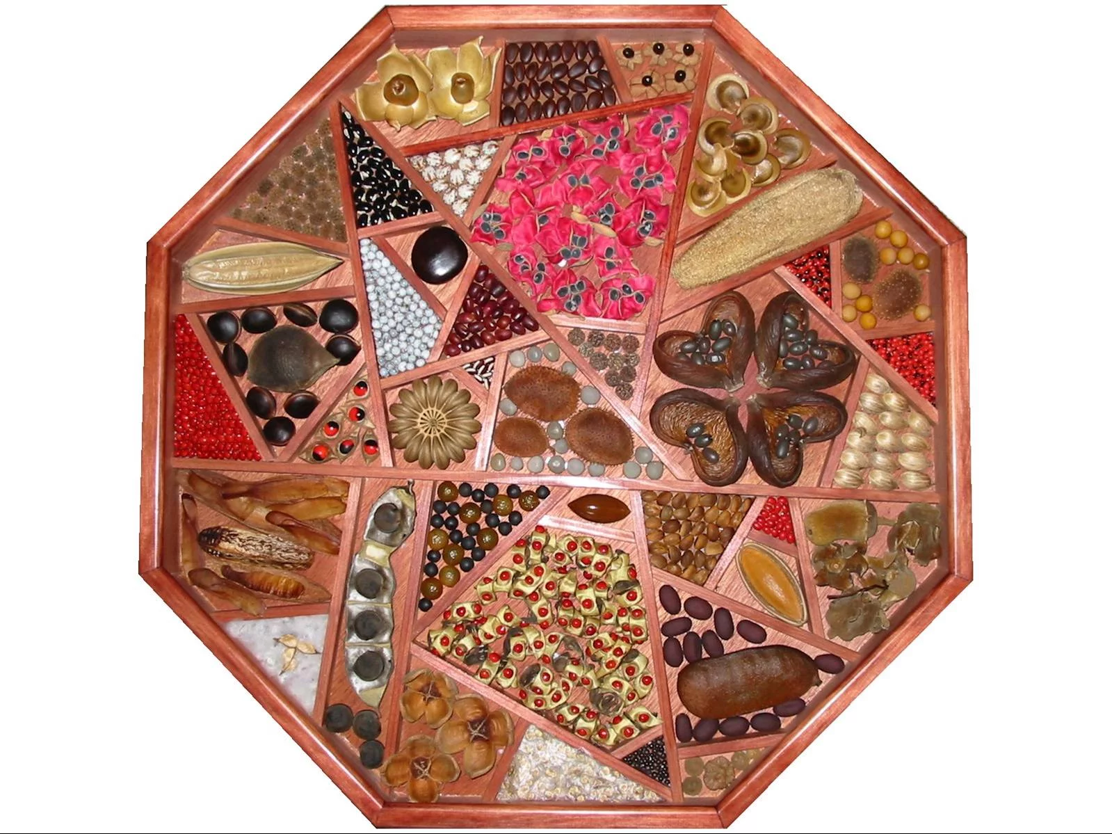 grainier-gousse-octogone1.webp