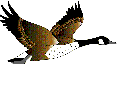 graphics-ducks-433079.gif