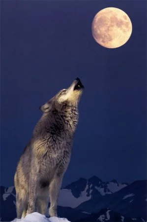 gray-wolf-howling.webp