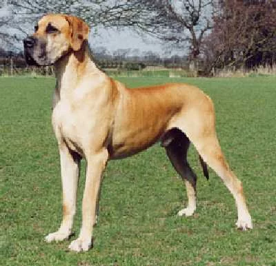 great_dane-2.webp