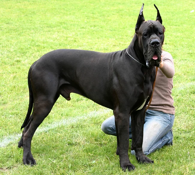 Great_dane.webp