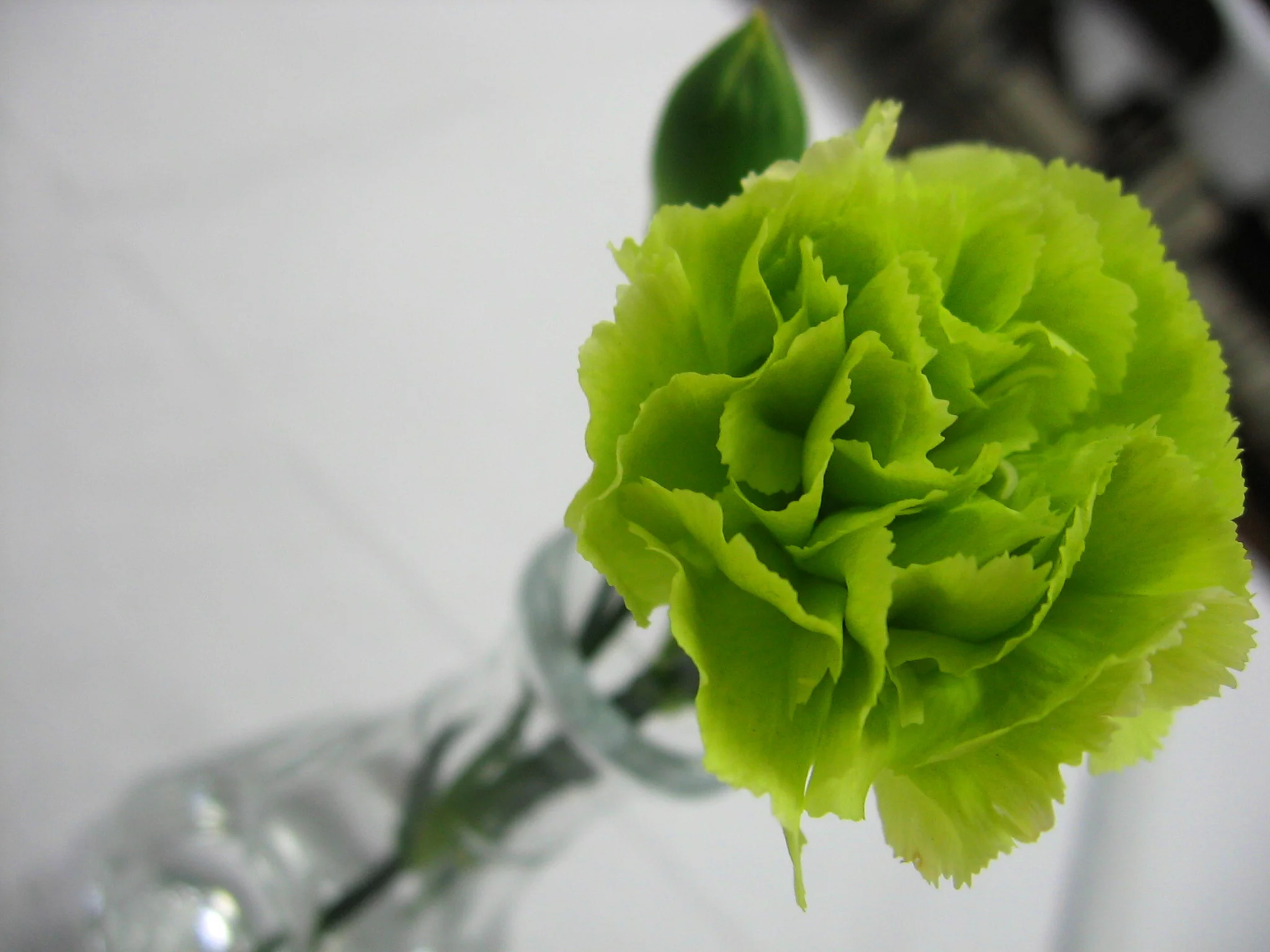 Green_Carnation.webp