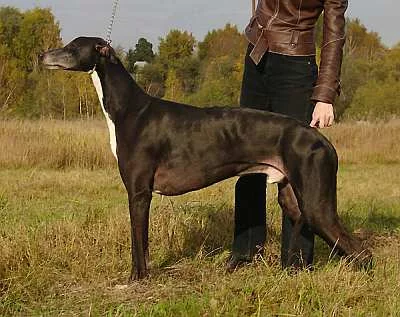 greyhound3.webp