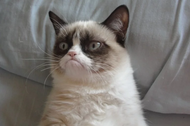 Grumpy-Cat-01.webp