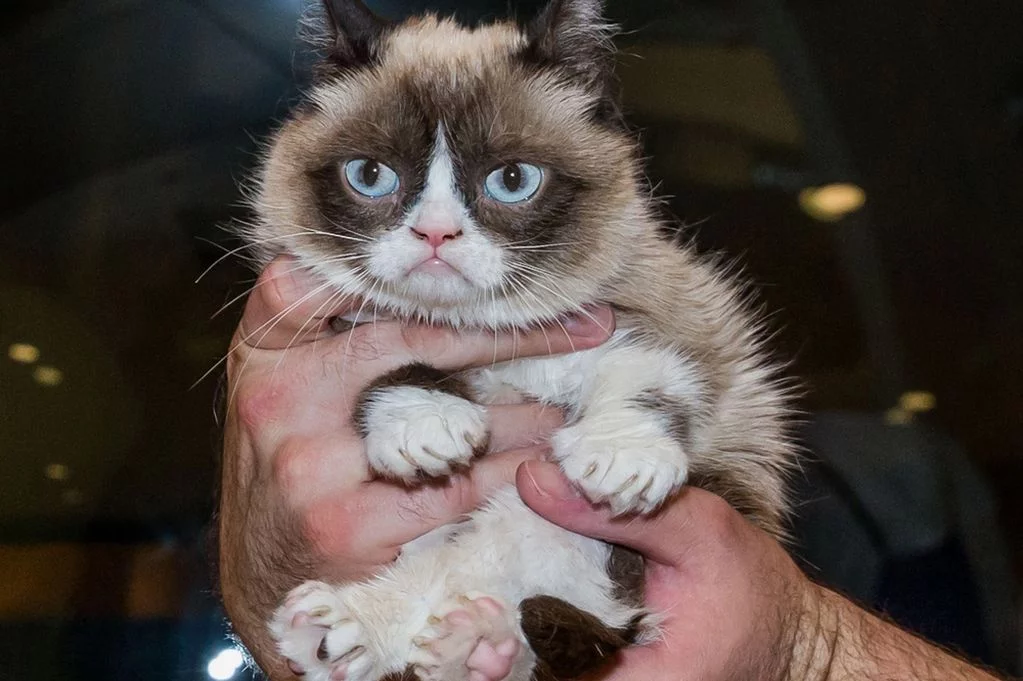 Grumpy-Cat.webp