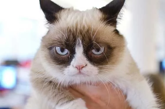 Grumpy-Cat.webp