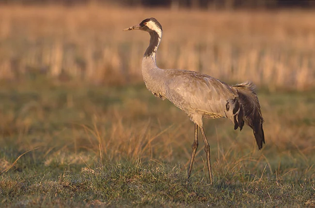 Grus_grus_1_(Marek_Szczepanek).webp