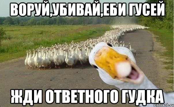 gusi_27888531_orig_.webp