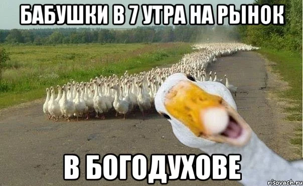 gusi_32640970_orig_.webp