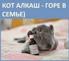 Алкаш во дворе нашёл себе собутыльника)) | Интеллектуальный юмор ...