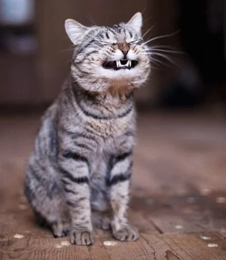 gy-gy-smeyus-ne-mogu-open.webp