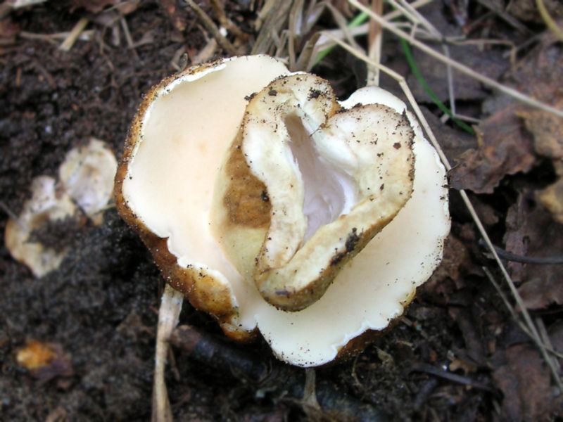 Gyroporus_castaneus_2_KAE_20060708.jpg