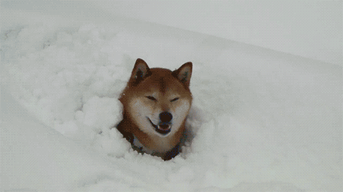 h2cdbf.gif