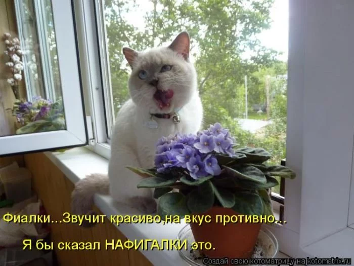 h4edeh.webp