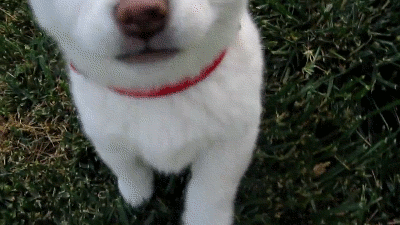 h4jgje.gif