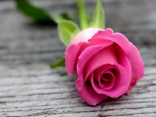 h7bcff.webp