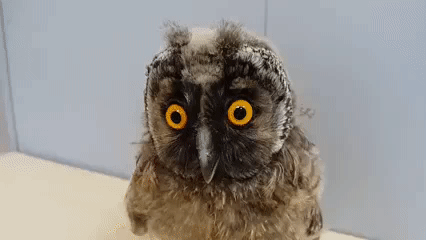 h7dged.gif