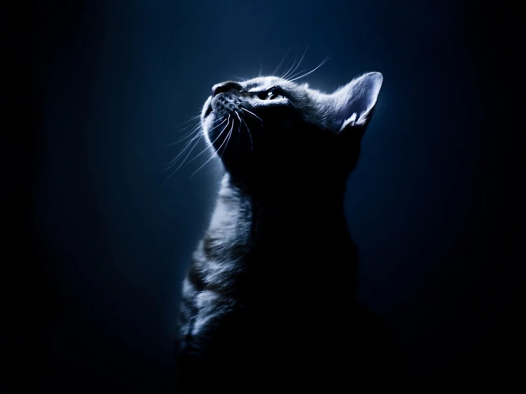 h7ghhg.webp