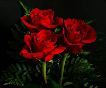 h7hbjf.webp