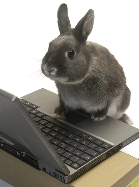 Hacker15.webp