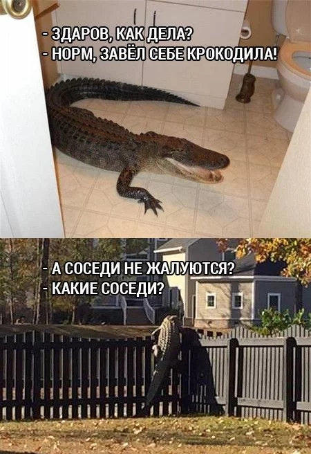 haf4fd.webp