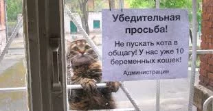 hafe6h.webp