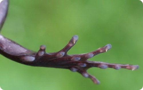 hairyfrog_arm.webp