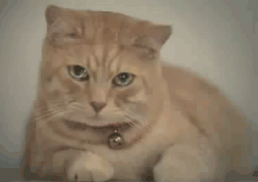 hajgg3.gif