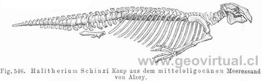 halitherium-schinzi.webp