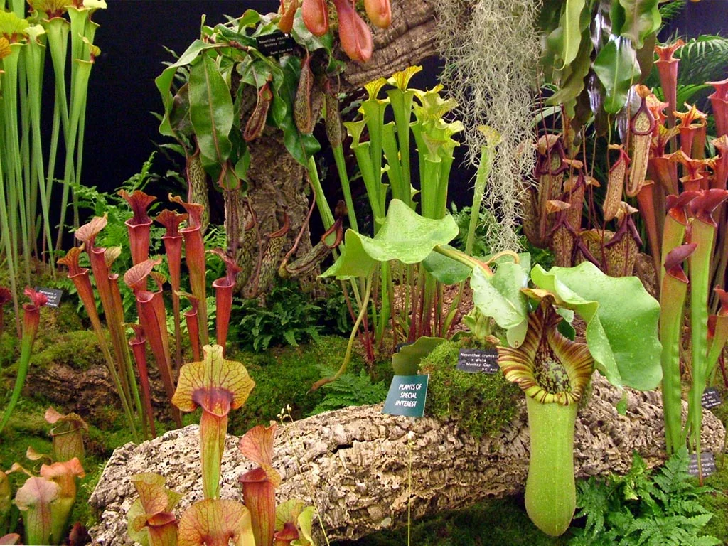 hampshire-carnivourous-plants-display.webp