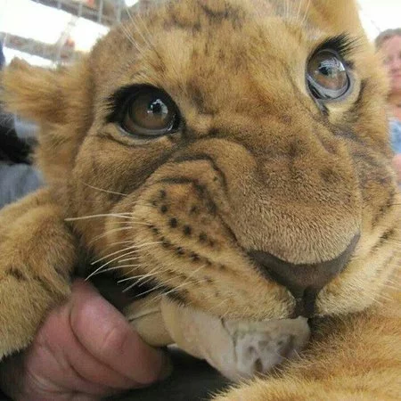 handsome-little-lion.webp