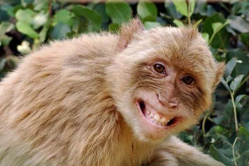 Happy-Animals-28.webp