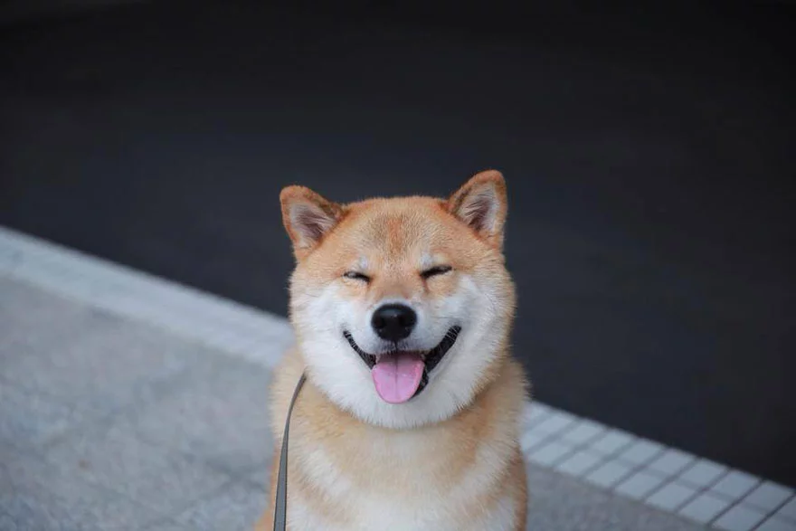 happy-dog-maru-shiba-inu-7.webp