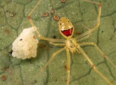 happyspider.webp
