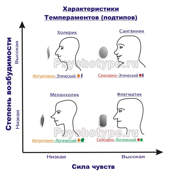 harakteristiki_temperamentov.webp