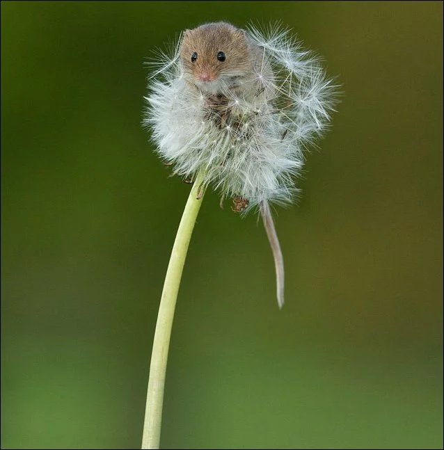 harvest-mouse-01.webp