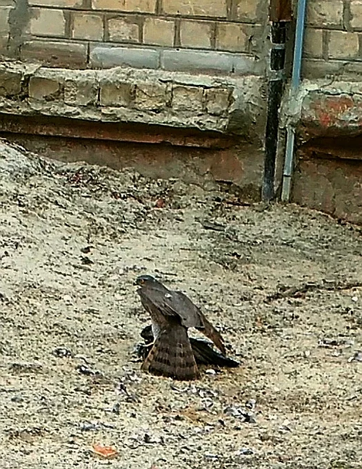 Hawk_01.webp