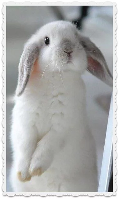 hc7cee.webp