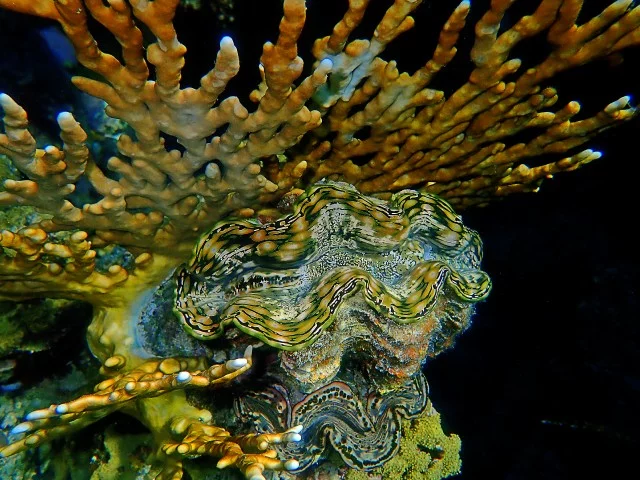 hd8jjf.webp
