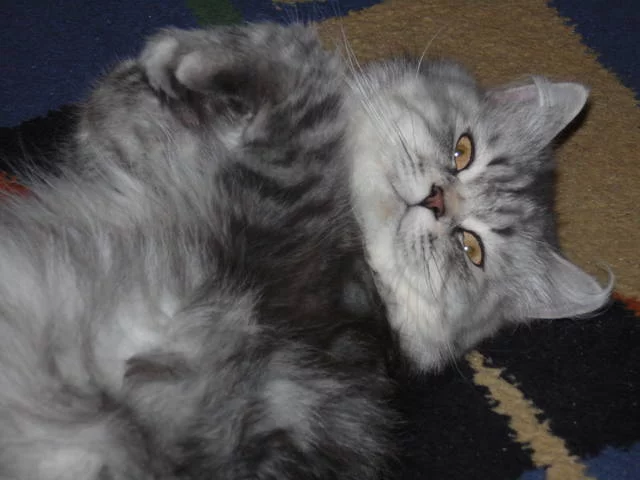 hdbb0j.webp