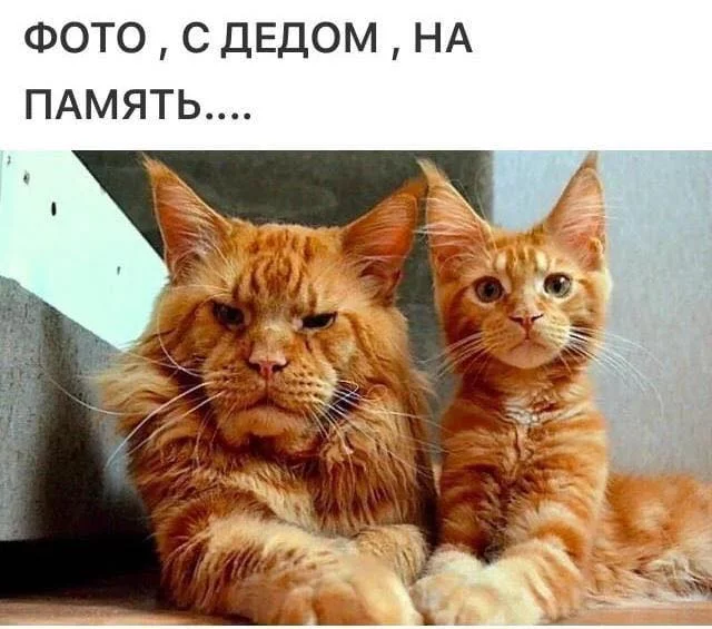 hdc8hf.webp