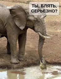hdcj4h.webp