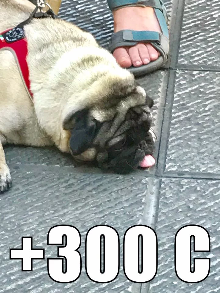 hdea8h.jpg