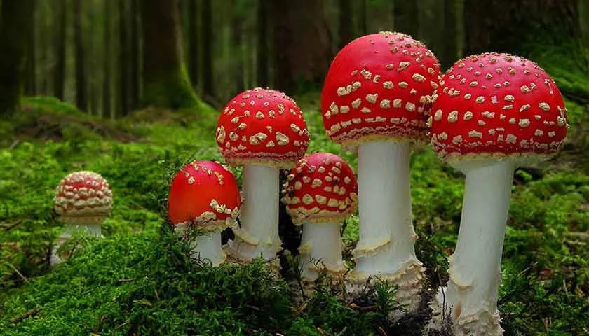 hdjg7f.webp