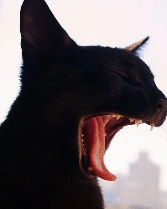 hdjh2h.webp
