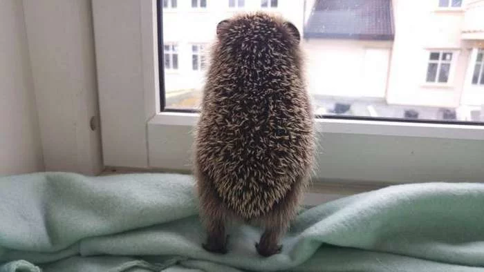 hedgehog.webp